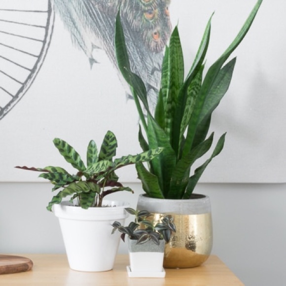 Air Purifier Mother In Law Tongue Snake Plant - Picture 4 of 8